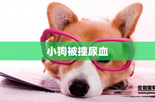 小狗被撞尿血