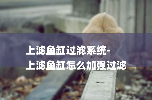 上濾魚缸過濾系統-
上濾魚缸怎么加強過濾