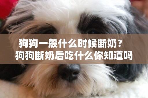 狗狗一般什么時候斷奶？ 狗狗斷奶后吃什么你知道嗎？