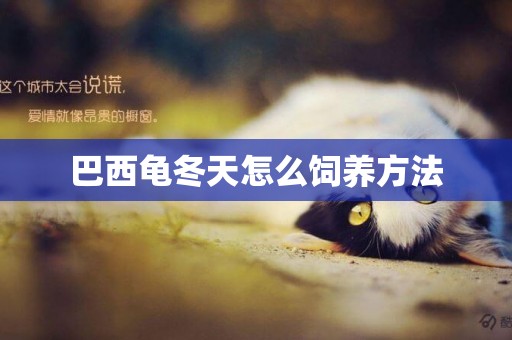 巴西龜冬天怎么飼養方法