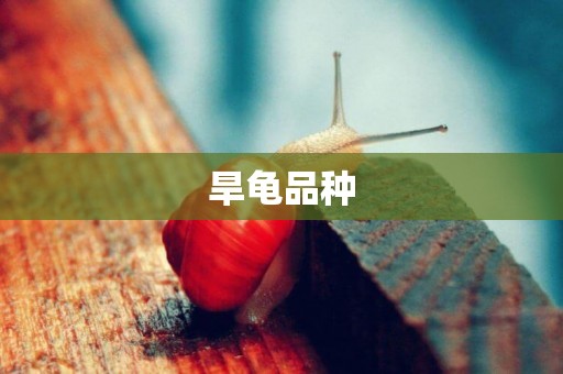 旱龜品種