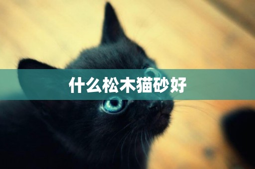 什么松木貓砂好