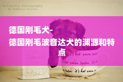 德國剛毛犬-
德國剛毛波音達犬的淵源和特點