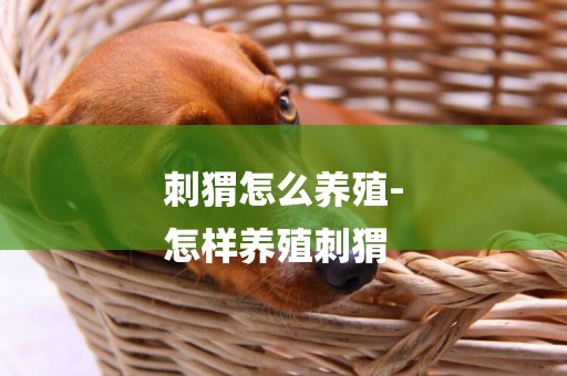 刺猬怎么養殖-
怎樣養殖刺猬