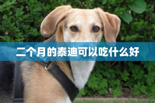 二個月的泰迪可以吃什么好