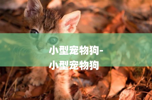 小型寵物狗-
小型寵物狗