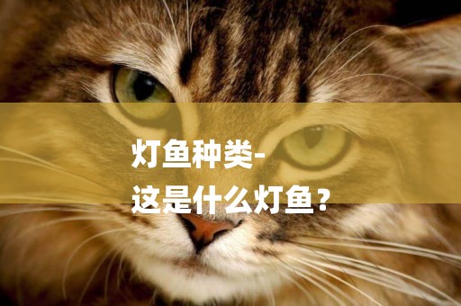 燈魚種類-
這是什么燈魚？