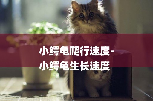 小鱷龜爬行速度-
小鱷龜生長速度