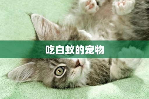 吃白蟻的寵物