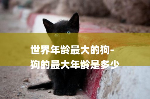 世界年齡最大的狗-
狗的最大年齡是多少