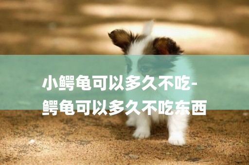 小鱷龜可以多久不吃-
鱷龜可以多久不吃東西
