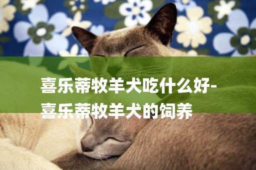 喜樂蒂牧羊犬吃什么好-
喜樂蒂牧羊犬的飼養