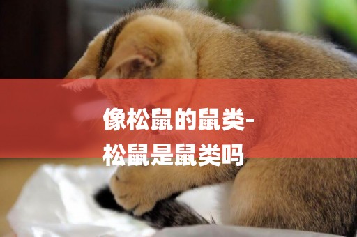 像松鼠的鼠類-
松鼠是鼠類嗎