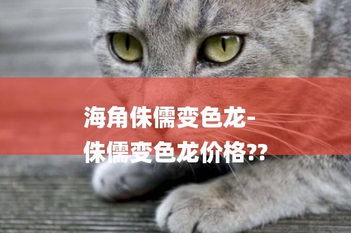 海角侏儒變色龍-
侏儒變色龍價格??