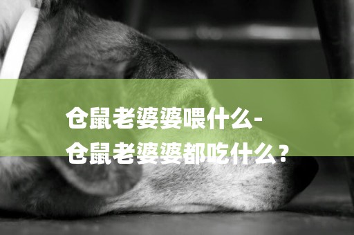 倉鼠老婆婆喂什么-
倉鼠老婆婆都吃什么？