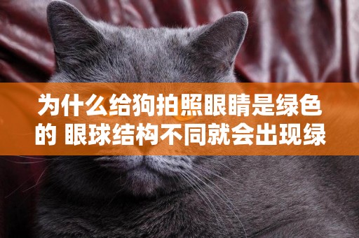 為什么給狗拍照眼睛是綠色的 眼球結構不同就會出現綠色