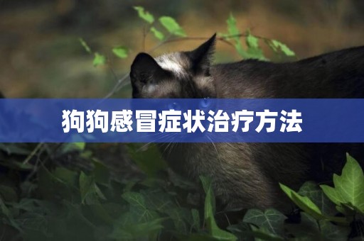狗狗感冒癥狀治療方法