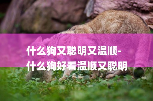 什么狗又聰明又溫順-
什么狗好看溫順又聰明