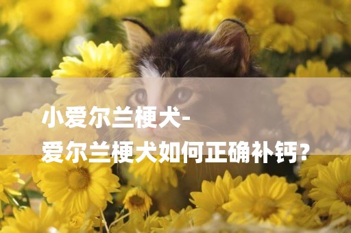 小愛爾蘭梗犬-
愛爾蘭梗犬如何正確補鈣？