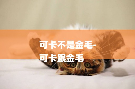 可卡不是金毛-
可卡跟金毛