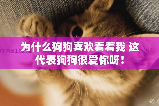 為什么狗狗喜歡看著我 這代表狗狗很愛你呀！