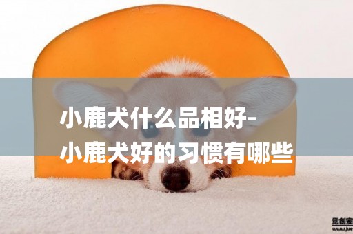 小鹿犬什么品相好-
小鹿犬好的習慣有哪些