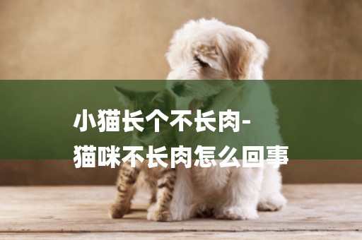 小貓長個不長肉-
貓咪不長肉怎么回事