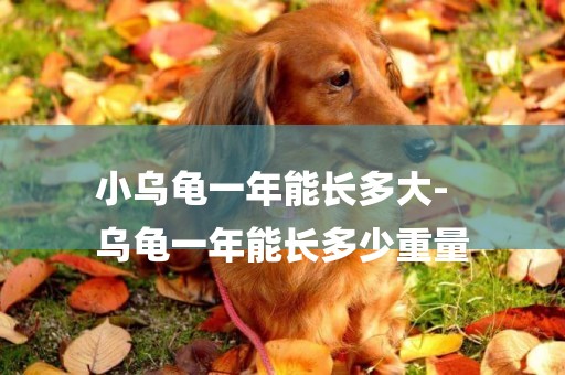 小烏龜一年能長多大-
烏龜一年能長多少重量