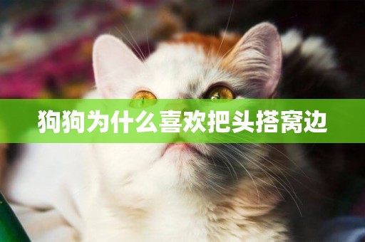 狗狗為什么喜歡把頭搭窩邊