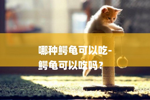 哪種鱷龜可以吃-
鱷龜可以吃嗎？