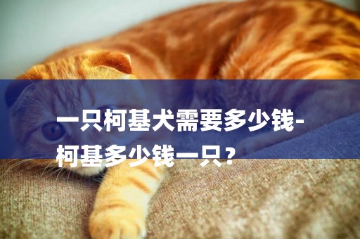 一只柯基犬需要多少錢-
柯基多少錢一只？