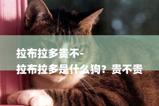 拉布拉多貴不-
拉布拉多是什么狗？貴不貴