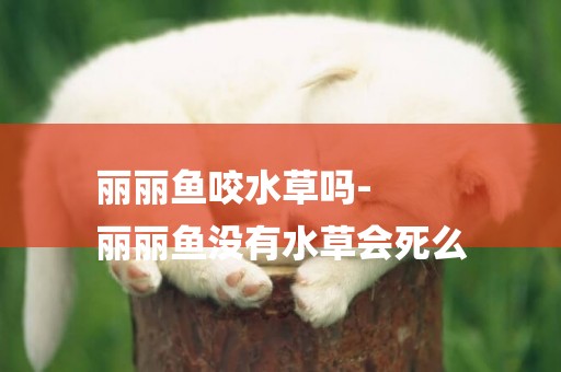 麗麗魚咬水草嗎-
麗麗魚沒有水草會死么