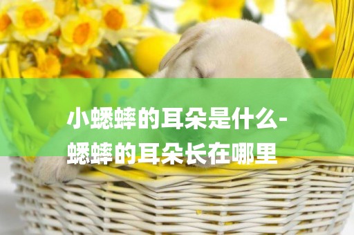 小蟋蟀的耳朵是什么-
蟋蟀的耳朵長在哪里