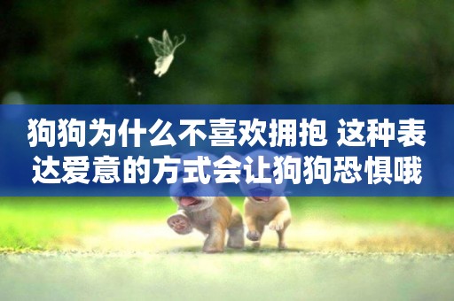 狗狗為什么不喜歡擁抱 這種表達愛意的方式會讓狗狗恐懼哦