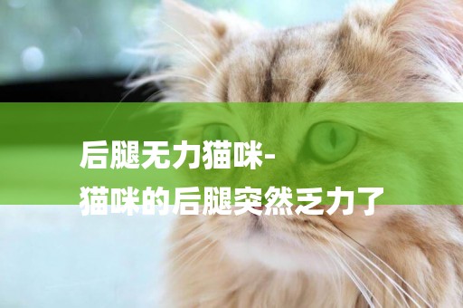 后腿無力貓咪-
貓咪的后腿突然乏力了