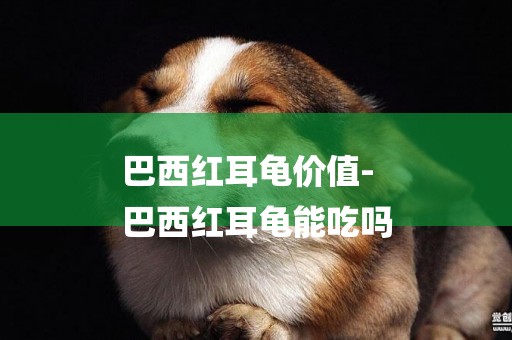 巴西紅耳龜價值-
巴西紅耳龜能吃嗎