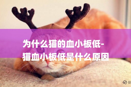 為什么貓的血小板低-
貓血小板低是什么原因