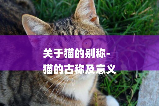 關于貓的別稱-
貓的古稱及意義