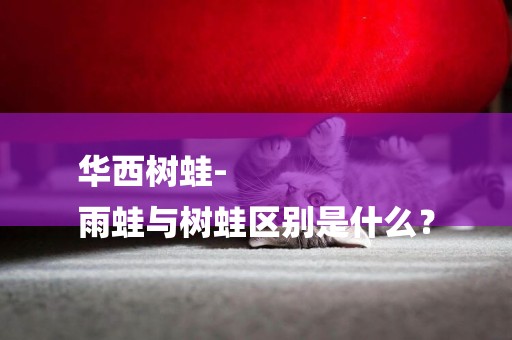 華西樹蛙-
雨蛙與樹蛙區別是什么？