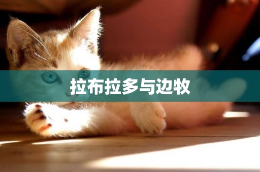 拉布拉多與邊牧