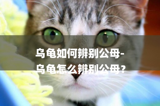 烏龜如何辨別公母-
烏龜怎么辨別公母？