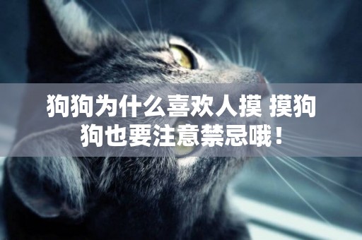 狗狗為什么喜歡人摸 摸狗狗也要注意禁忌哦！