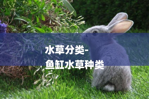 水草分類-
魚缸水草種類