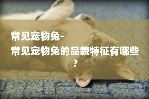 常見寵物兔-
常見寵物兔的品貌特征有哪些？