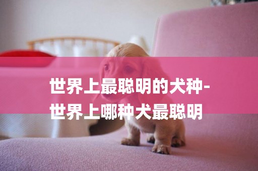 世界上最聰明的犬種-
世界上哪種犬最聰明