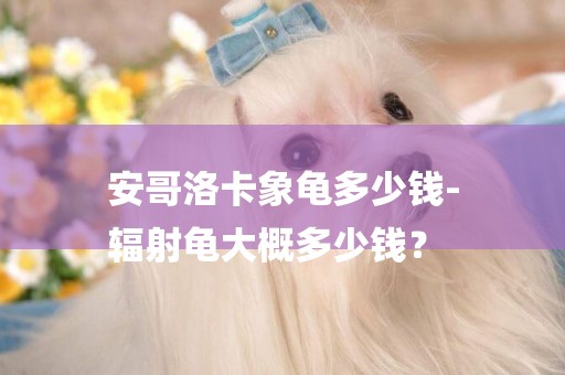 安哥洛卡象龜多少錢-
輻射龜大概多少錢？