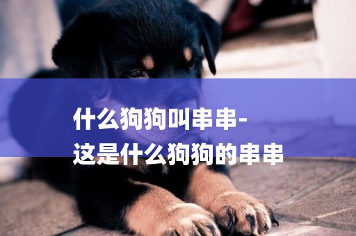 什么狗狗叫串串-
這是什么狗狗的串串