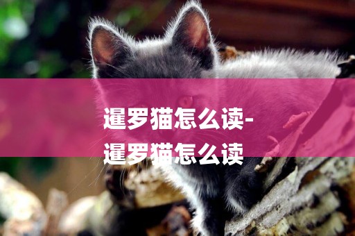 暹羅貓怎么讀-
暹羅貓怎么讀