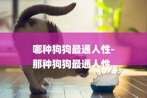 哪種狗狗最通人性-
那種狗狗最通人性